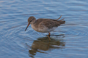oiseau