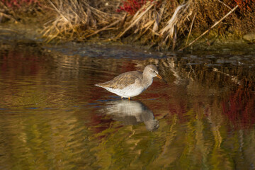 oiseau