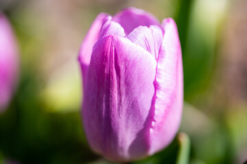 Obraz premium rosafarbene Tulpe, Frühlingsboten