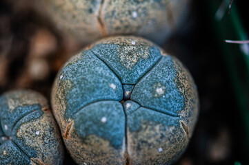 Cactus macro needles background. Macro.
