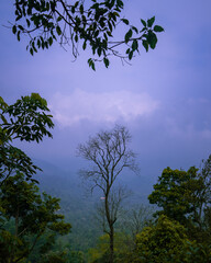 tree in the sky