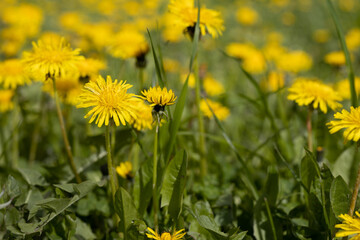 Dandelion grows on a  background of springtime field. First spring flowers series.