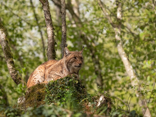 Lynx des carpates