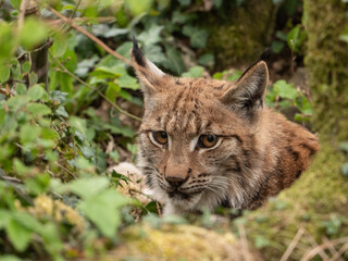 Fototapeta na wymiar Lynx des carpates