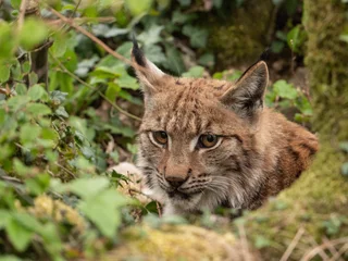 Fotobehang Lynx Lynx des carpates  © Wildpix imagery
