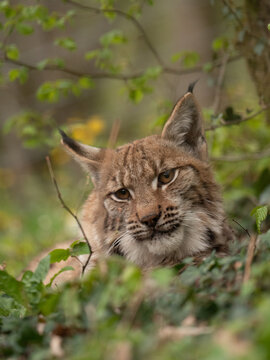 Lynx des carpates