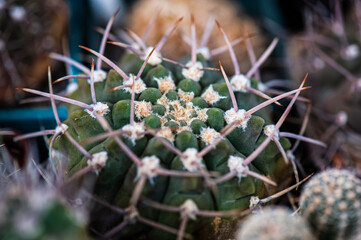 Cactus macro needles background. Macro.