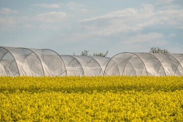 Raps Testfeld im Folientunnel
