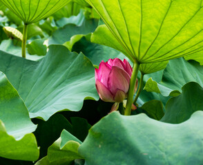 Lotus flowers blooming in Shinobazu Pond in Ueno Park -Tokyo, Japan