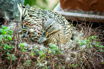 Stockente im Nest