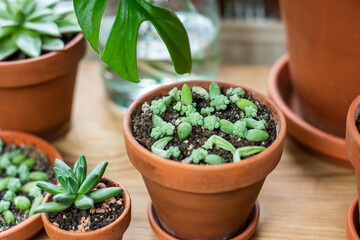 Sukkulenten und Echeveria selber vermehren, pflegen, umtopfen,  Urban Jungle, Interieurtrend Zimmerpflanzen 