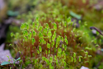 Moss close-up macro photography