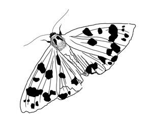 Black and white butterfly, moth. Bright print on a T-shirt, children`s things, a picture on the wall for a children`s room, kindergarten.