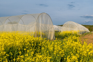 Raps Testfeld im Folientunnel