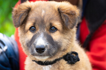 Close up portrait of dog