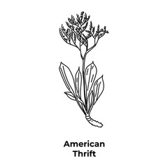 Botanical bloom decoration, american thrift, vector illustration