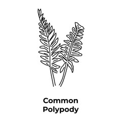 Beautiful natural plant common polypody hand drawn