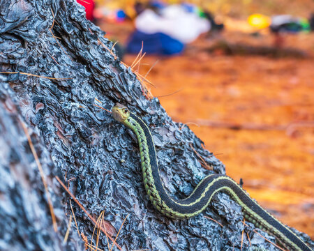 A ribbon snake (a common species of garter snake native to Eastern North America.). On a pine trunk beside the Madawaska River in Onatrio Canada.