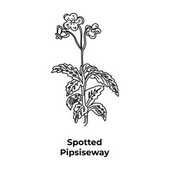 Medicinal plant of america spotted pipsiseway, sketch.