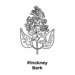 Healing flowering plant of america, pinckney bark