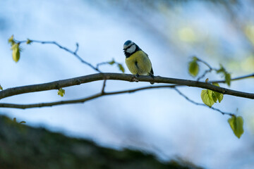 Blaumeise auf Ast im Frühlingswald