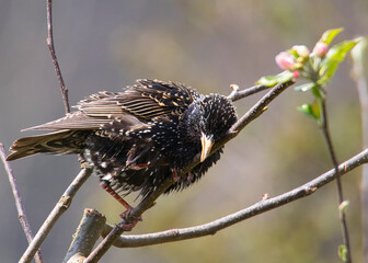 Sorry, but even a starling is tired once in a while and need a break