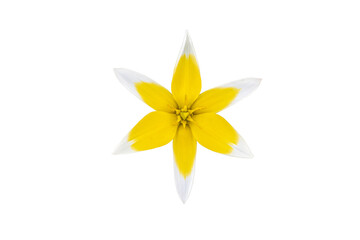 Yellow Tarda Tulip or Star Tulip cut out isolated on white background in a macro closeup.