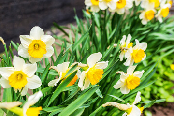 Fototapeta premium Amazing white daffodil flowers blooming in a daffodil field against a blurry background of daffodil flowers. Daffodils are white. Spring blur background with bright daffodils. The liliev family.