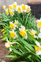 Amazing white daffodil flowers blooming in a daffodil field against a blurry background of daffodil flowers. Daffodils are white. Spring blur background with bright daffodils. The liliev family.