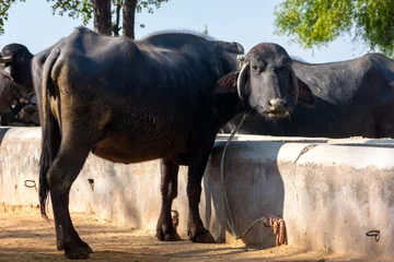 Tuinposter Domestic water buffalo in rural village © SSG PHOTO