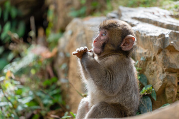 Japanese baby macaque in Arashiyama, Kyoto.