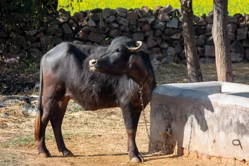 Tuinposter Domestic water buffalo in rural village © SSG PHOTO