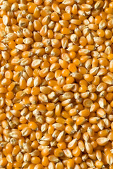 Raw Dry Organic Yellow Popcorn