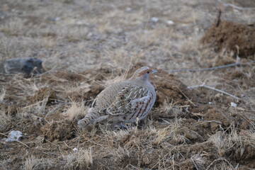Pheasant in nature close-up in natural environment