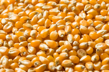 Raw Dry Organic Yellow Popcorn