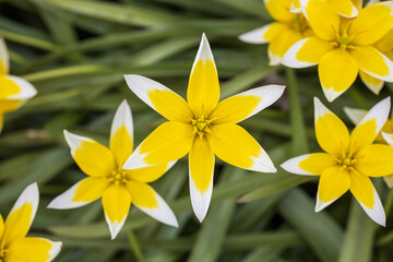 Fototapeta na wymiar Yellow Tarda Tulip or Star Tulip in a macro closeup.