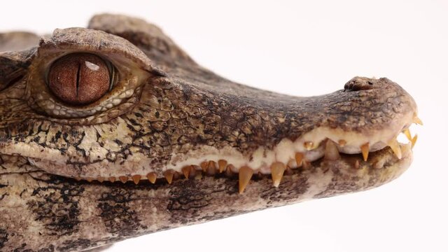 caiman closeup macro cuviers drawf crocodilian