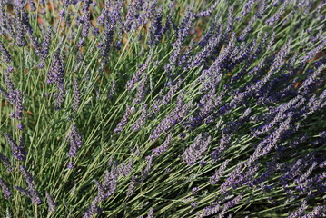 lavande