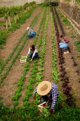 Multi-racial people working while picking organic lettuce in the garden.