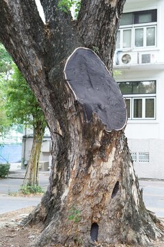 repair cut tree branches,  Treatment of cut branches