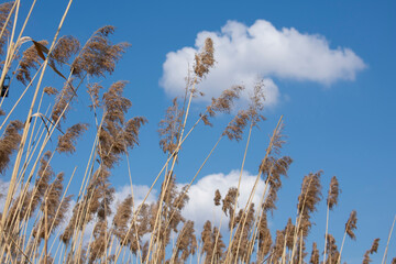 Tall reeds in a clear sky