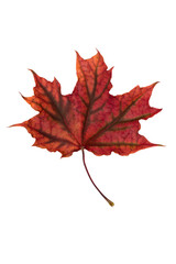 Fototapeta premium Bright red maple leaf on white background