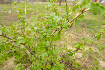young currant shoots with small leaves and buds