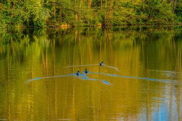 Enten schwimmen im Waldsee