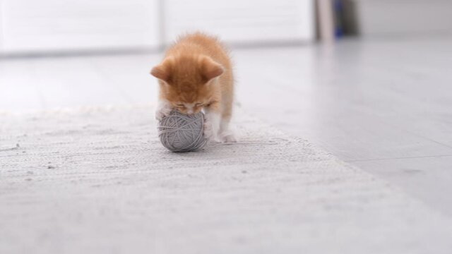 4k Striped red ginger domestic kitten playing home. Cute Cat with grey ball skein of thread in modern light scandinavian interior.