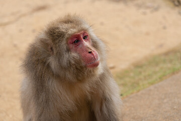 Japanese macaque in Arashiyama, Kyoto.