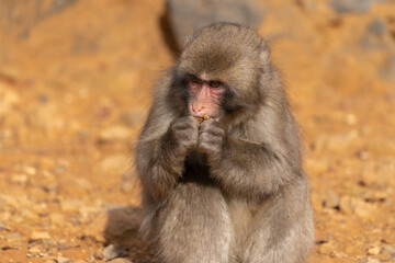 Japanese baby macaque in Arashiyama, Kyoto.