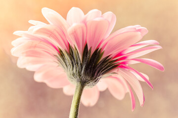 Macro photo of gerbera flower with water drop. Floral background with pink gerbera.