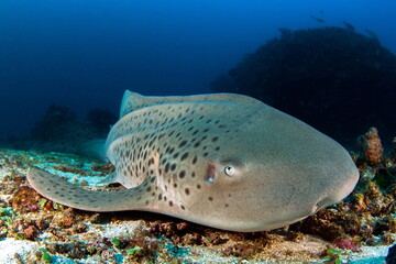 Zebra Shark near Tofo Beach Mozambique