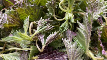 Young green nettle leaves collected for making vitamin soup
